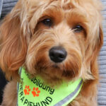 Bucky_Therapiehund_Zahnwohlpraxis_Wollgramm_web Bucky Therapiehund Zahnwohlpraxis Wollgramm